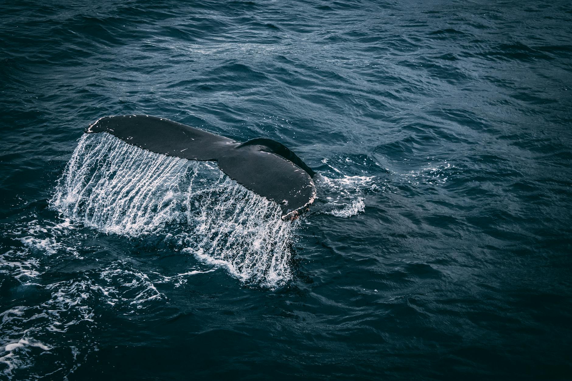 Moby Dick